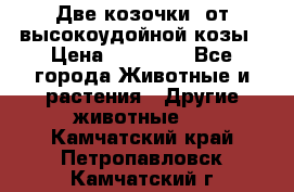 Две козочки  от высокоудойной козы › Цена ­ 20 000 - Все города Животные и растения » Другие животные   . Камчатский край,Петропавловск-Камчатский г.